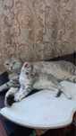 Котята породы Скоттиш-Страйт
