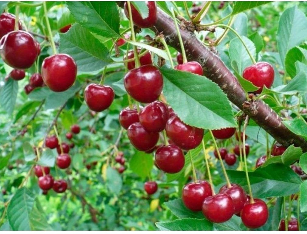 Продам дачу с ИЖС