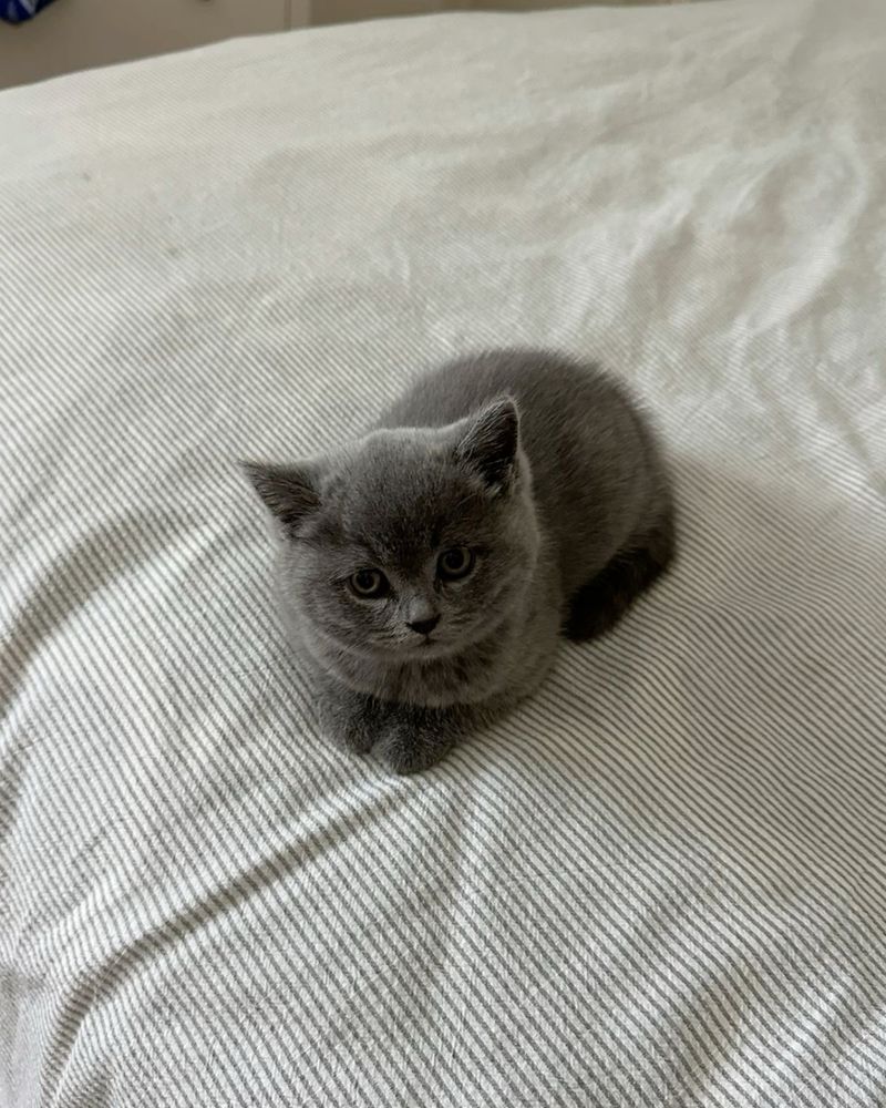 Бритаский котенок