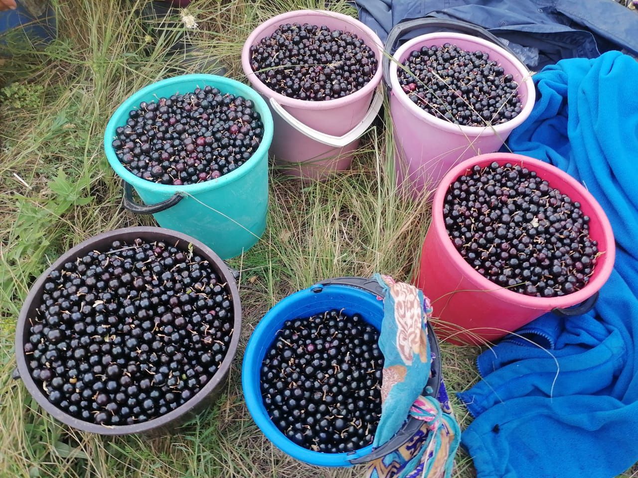 Дикая черная смородина