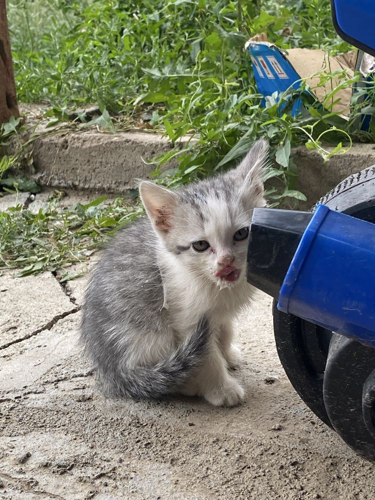 Котенки маленькие 4 шт