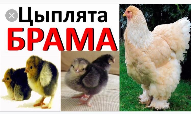 Цыплята Чистопородной Брамы
