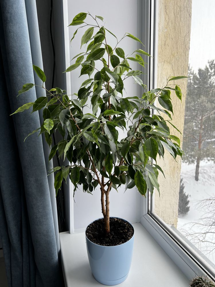 Фикус Бенджамена, комнатные растения
