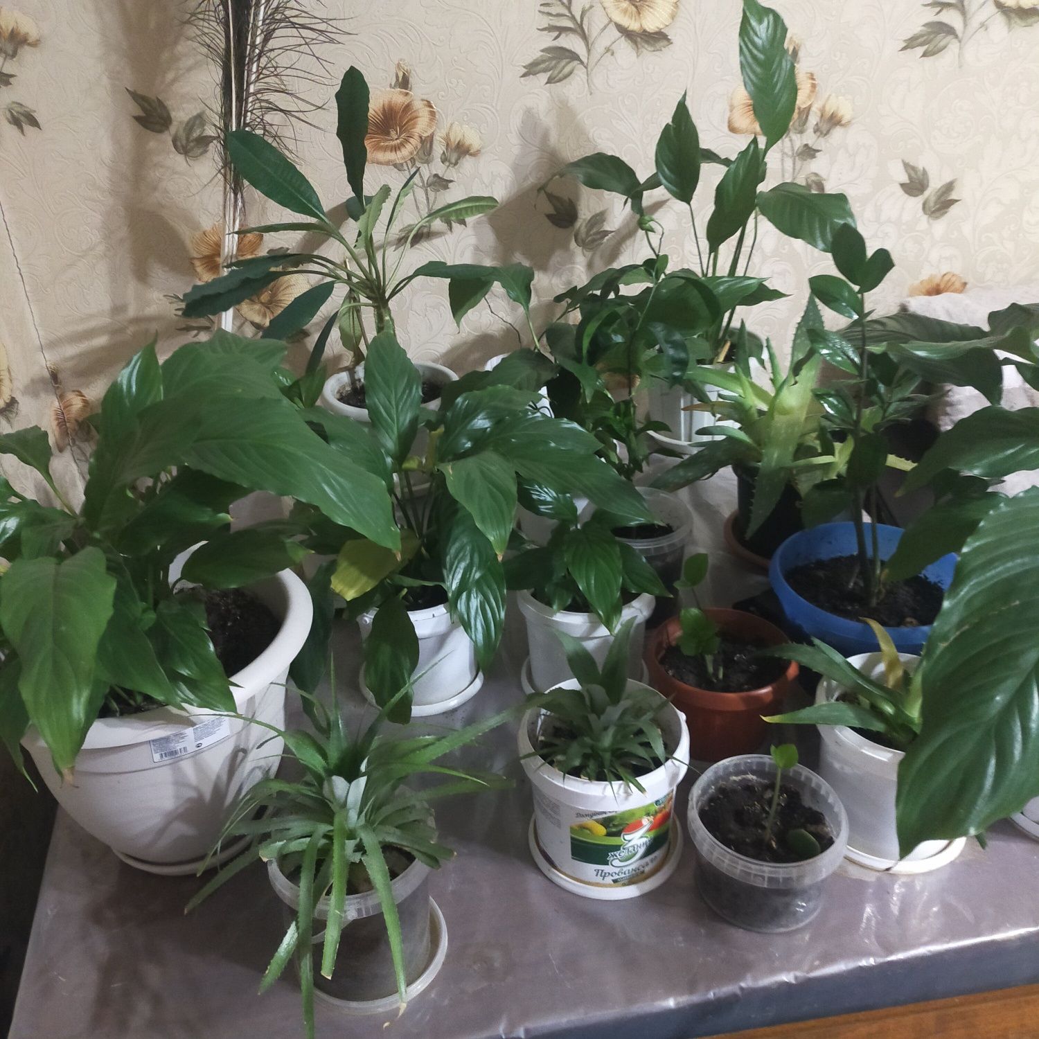 Продам комнатные растения цветы женское счастье долларвое фикус