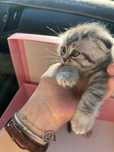 Британский вислоухий котенок