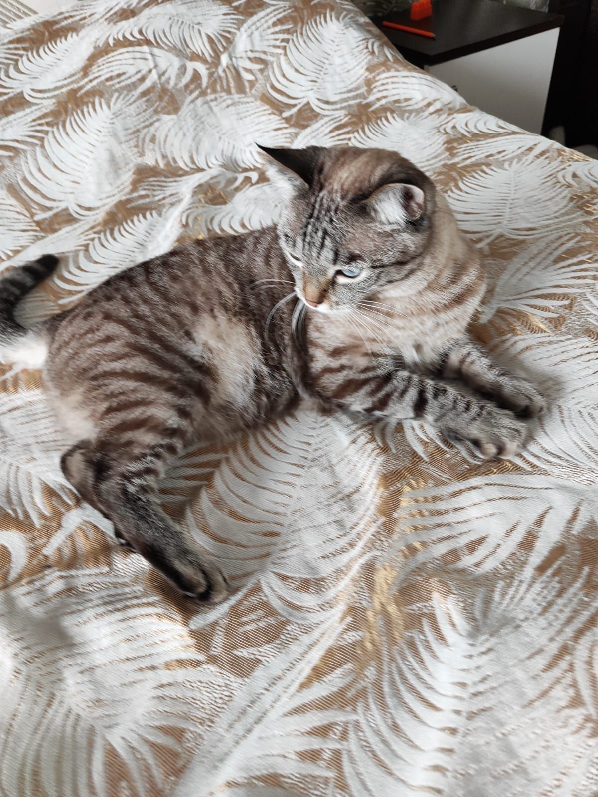 Отдам сиямскую кошку в хорошие руки