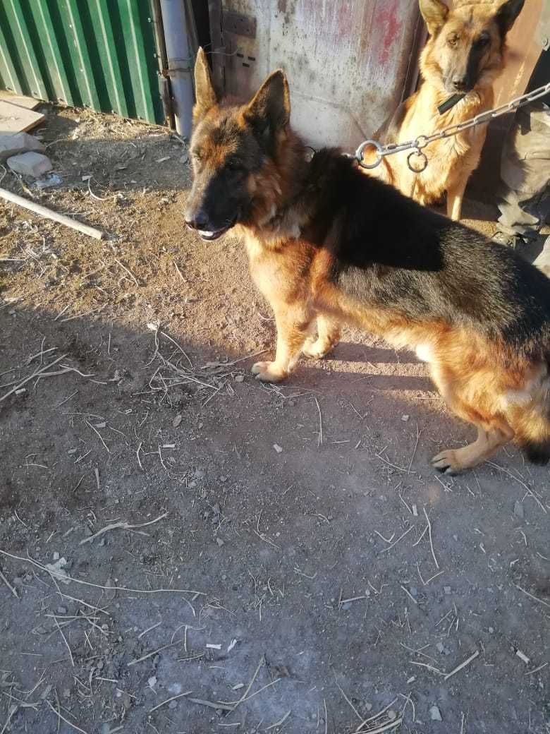 Щенки немецкой овчарки