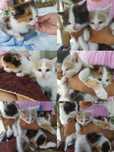 Отдам котят в хорошие руки