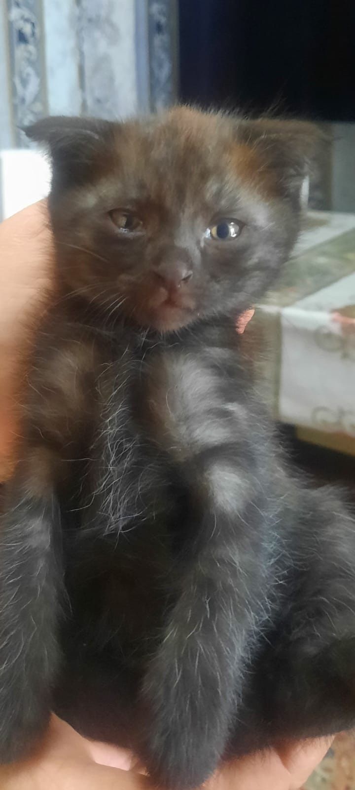 Отдам котят в добрые руки