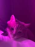 Отдам персикового кота + домик