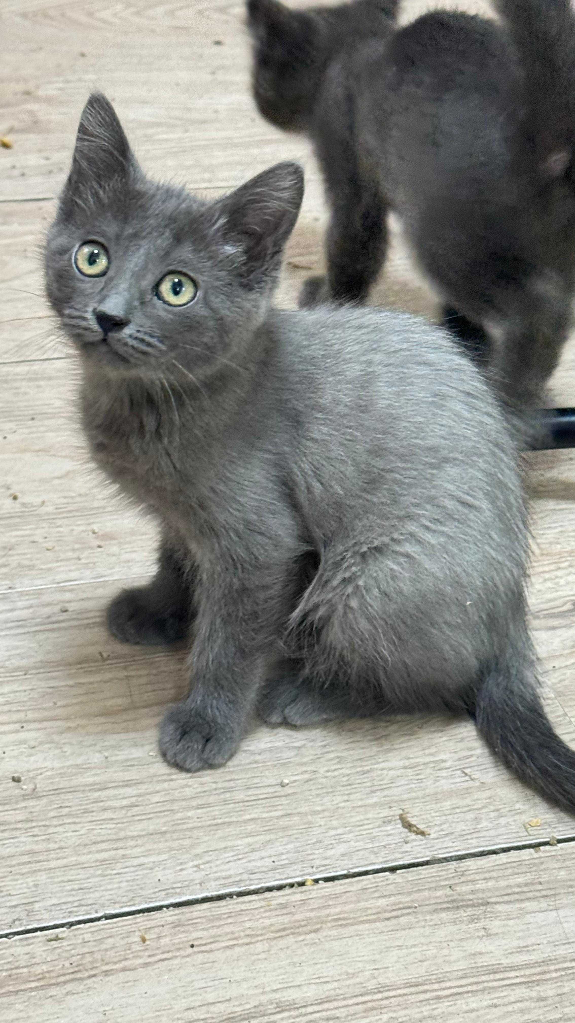 Котята Нибелунги