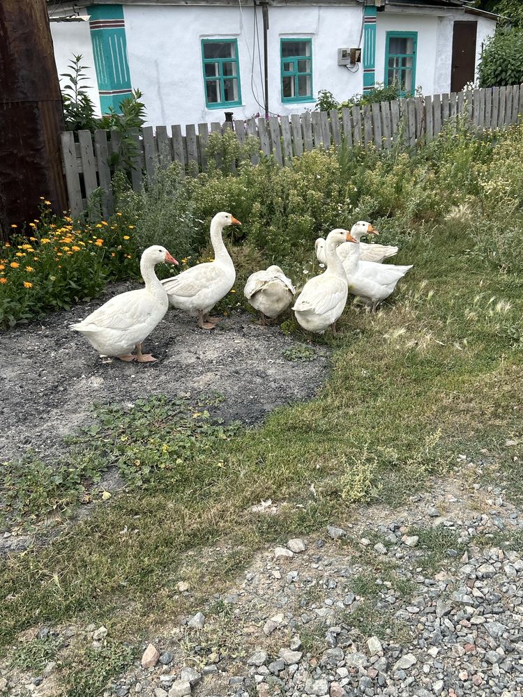 Продам гусей крупной породы