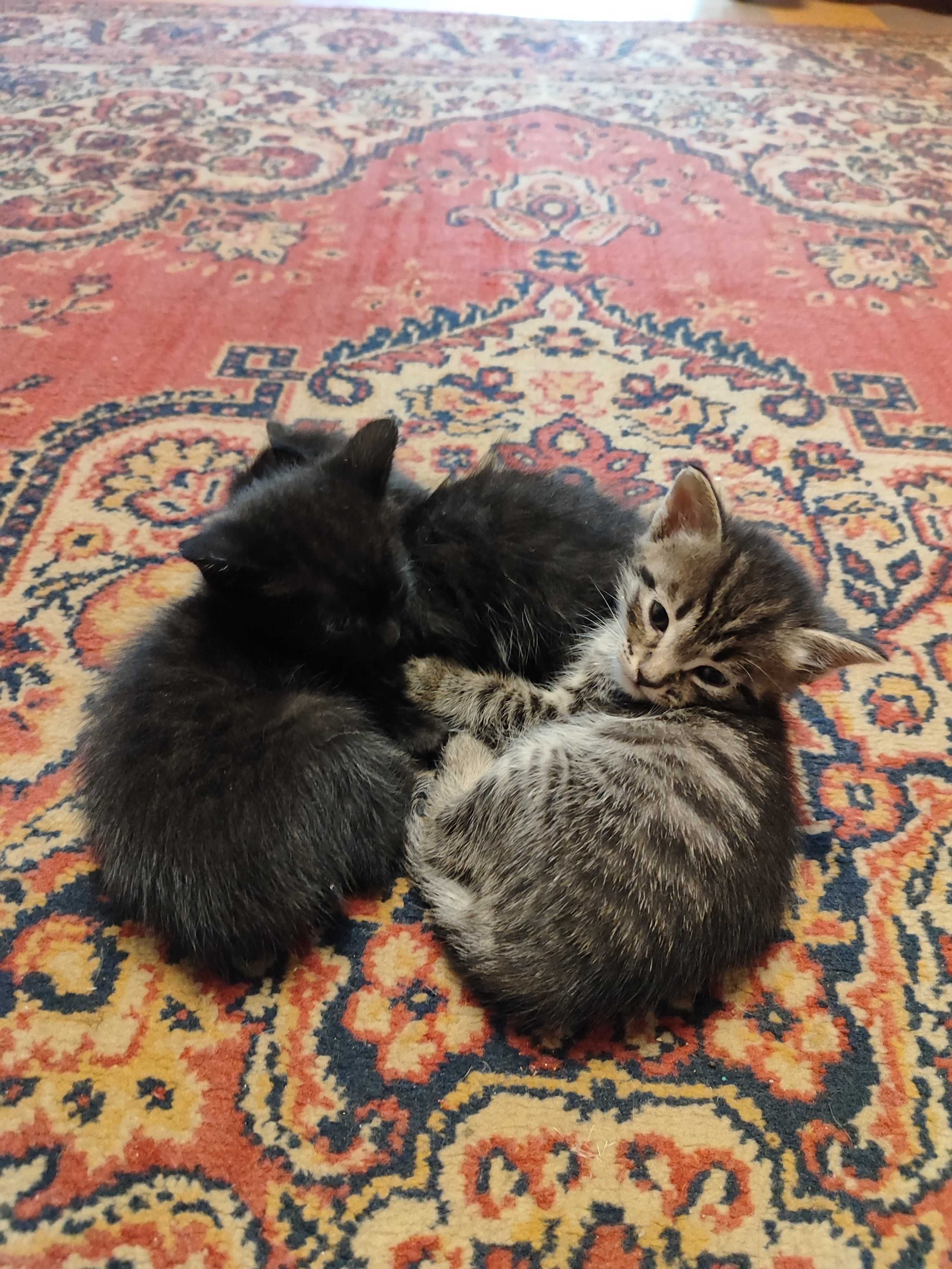 Крысоловы котята
