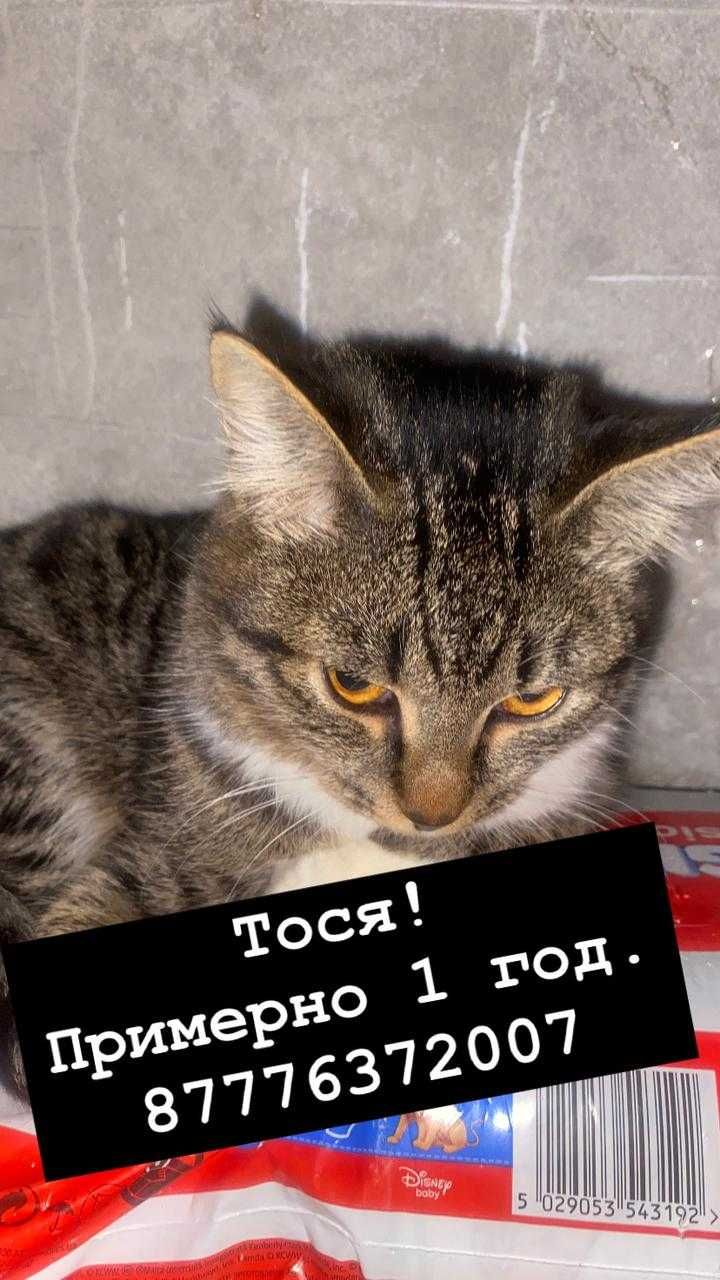 Кошки, кот, котенок в ответственные руки