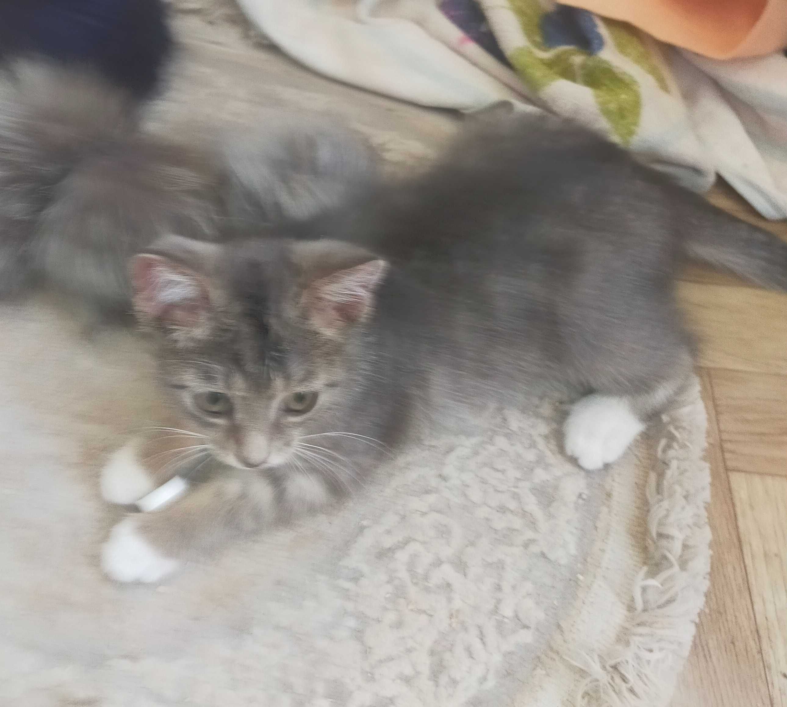 Бесплатно дарим котенка