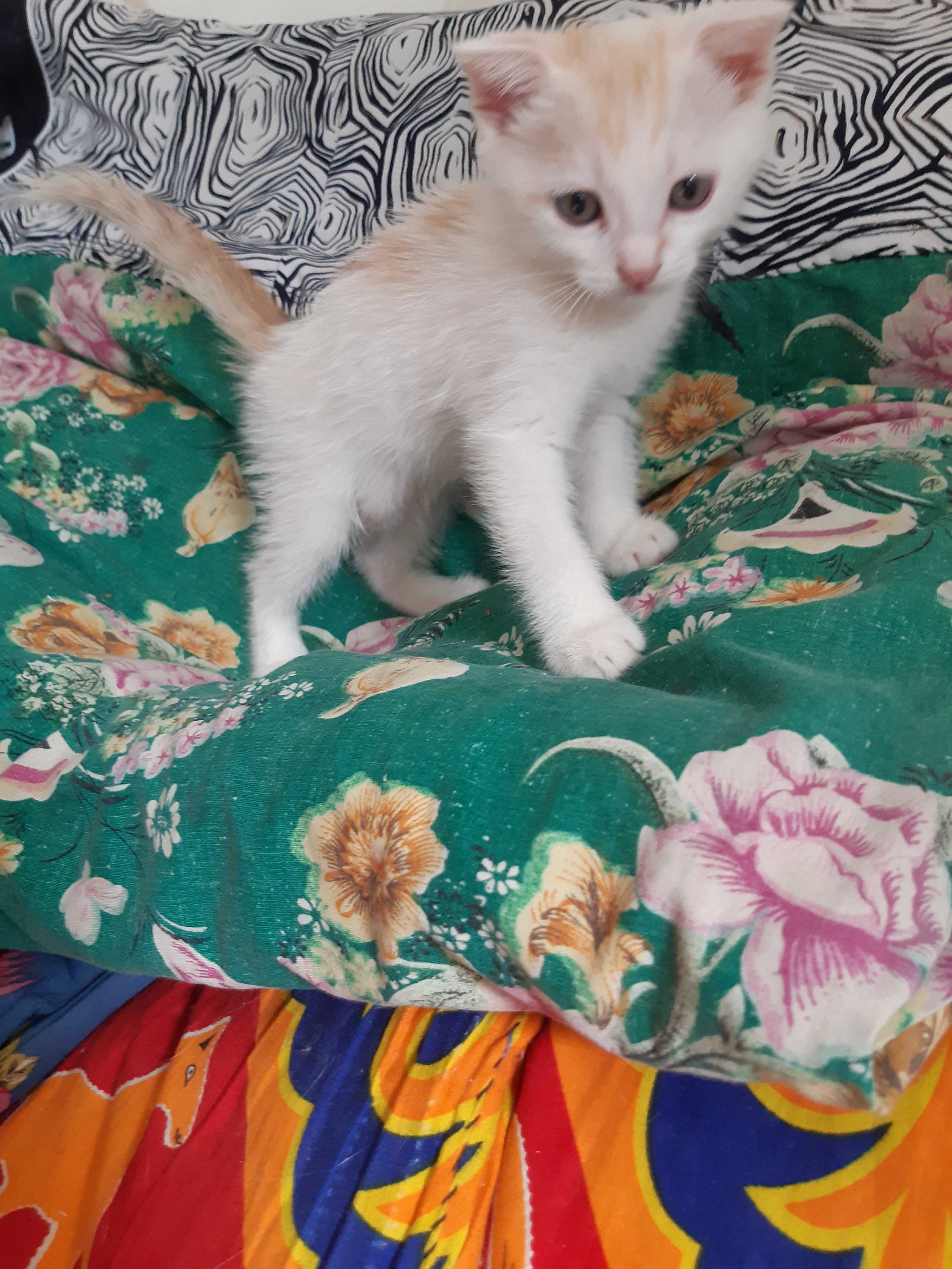 Вислоухие котята