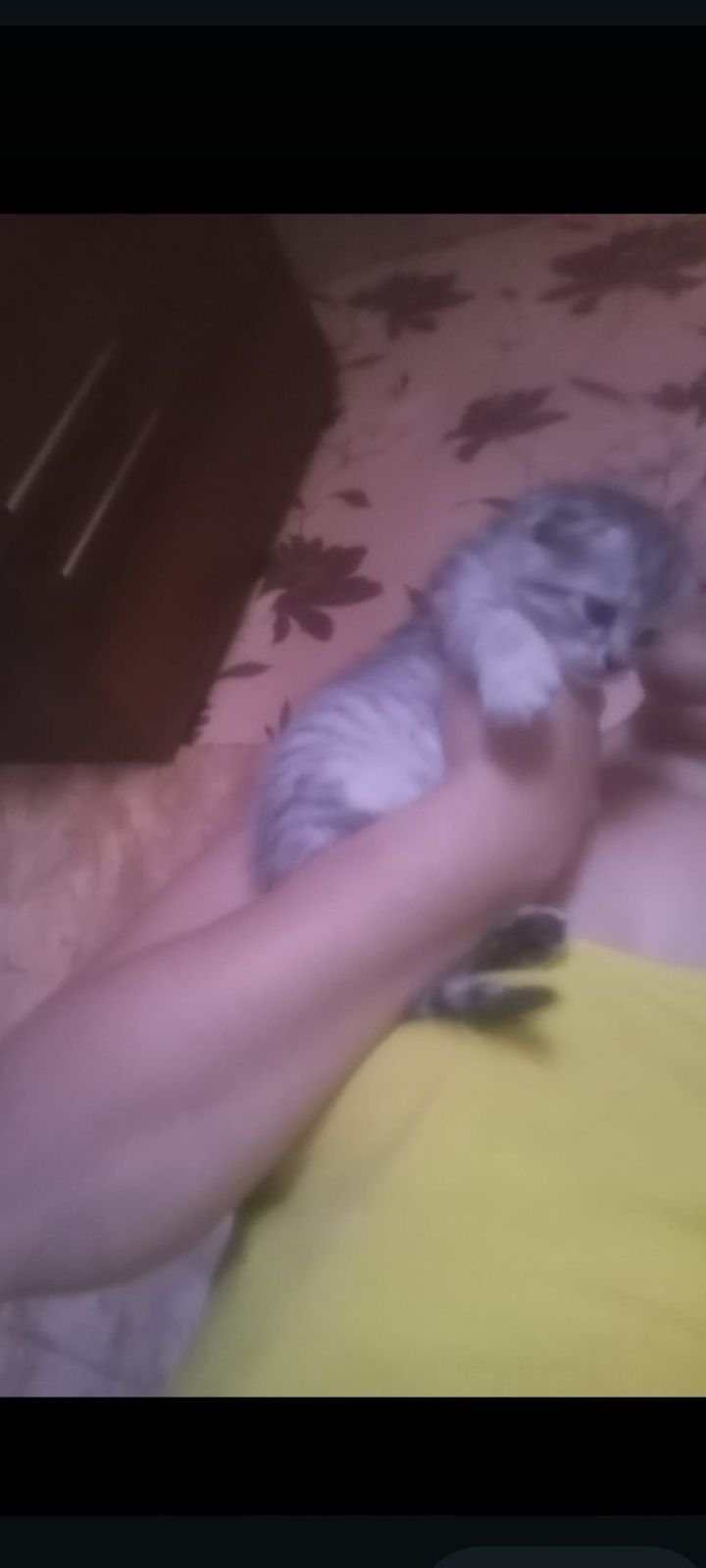 Британцы 1,3 месяцев Приучена..