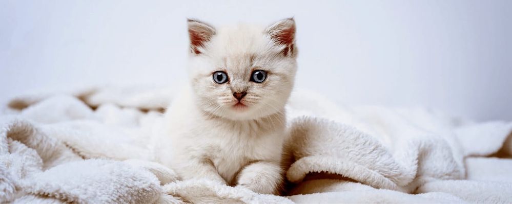 Котенок два месяца