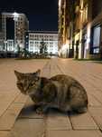 Отдадим бесплатно с лотком, наполнителем и кормом