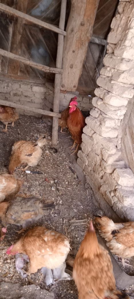 Куры кучинские несушки