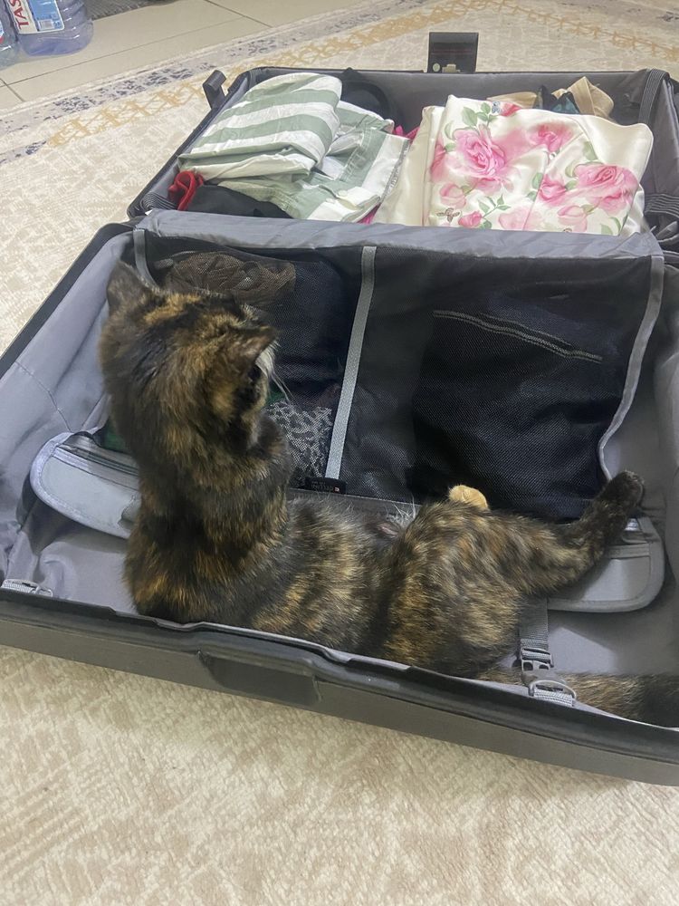 Пристраиваю кошку умную кошку в добрые руки.
