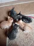2-х месячные котята