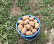 Картофель домашний
