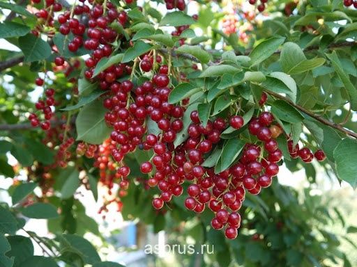 Продам черемуху красную