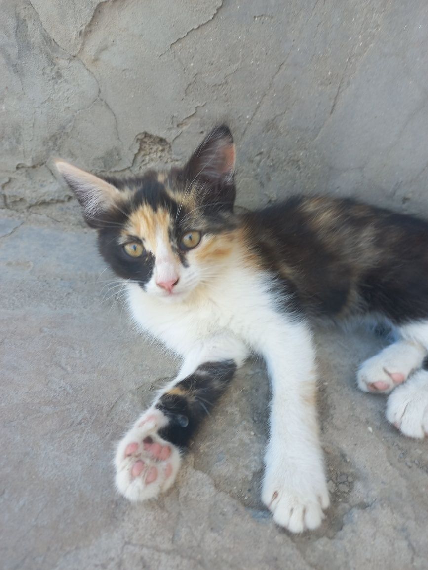 Котенок трехцветный