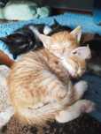 Отдам бесплатно котят