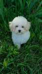 Мальтипу ,Maltipoo ! Шикарные мини малыши!