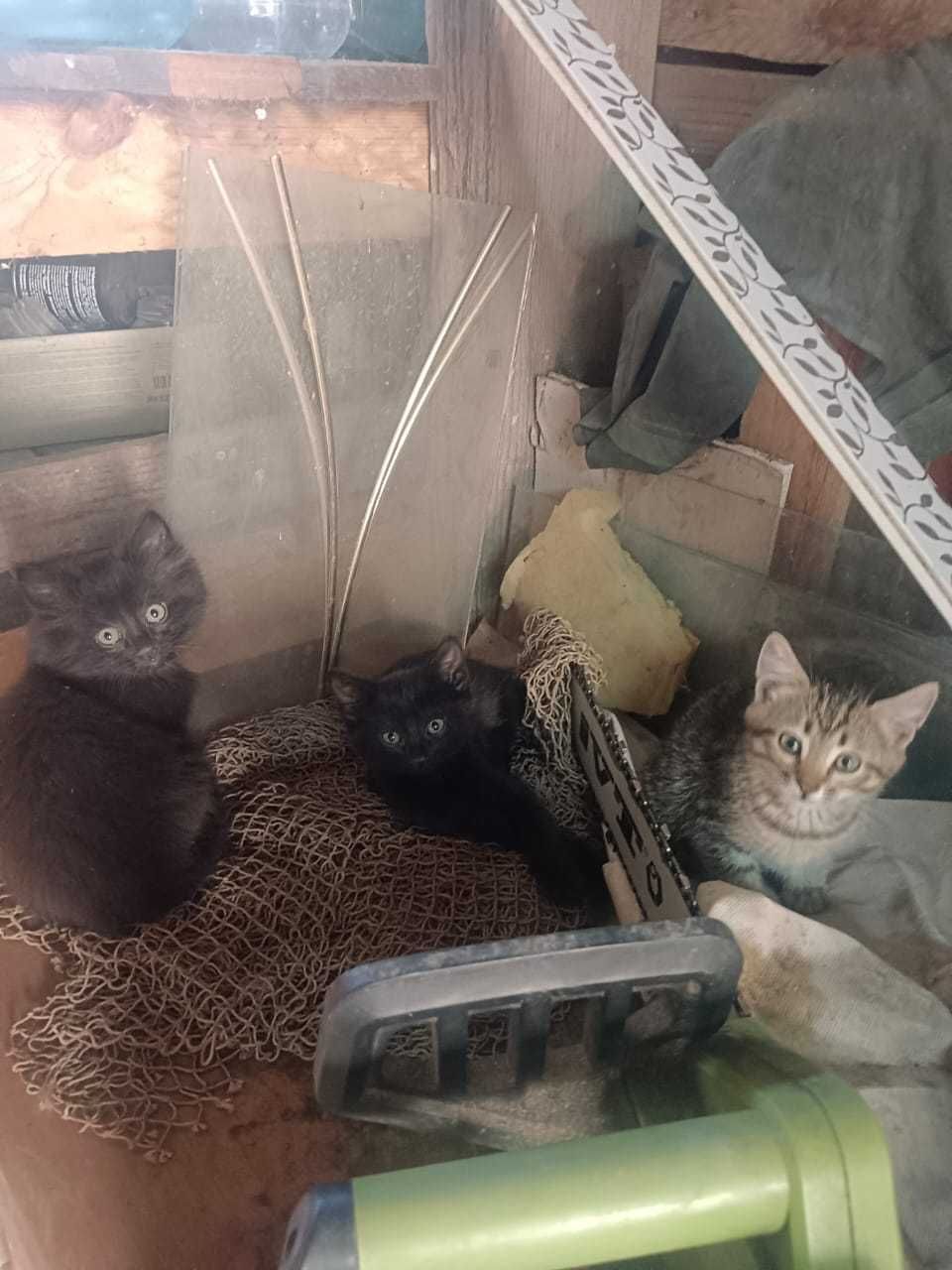 Отдам котят в добрые руки