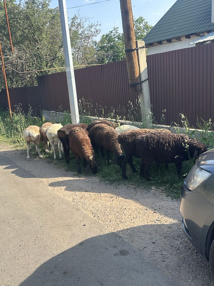Продам жирных баран !