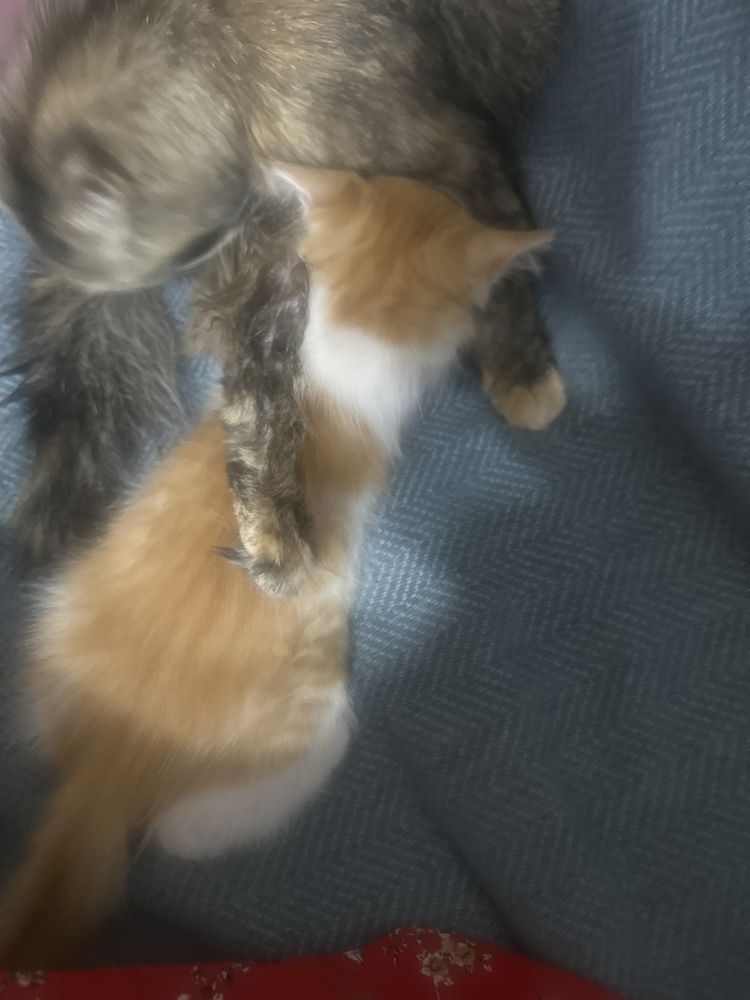Отдам котят в добрые руки