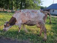 Продам корову,дойная 13 литров в сутки