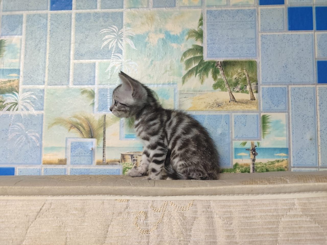 Продам бенгальских котят