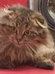 Отдам кошечку вислоухую хайленд фолд
