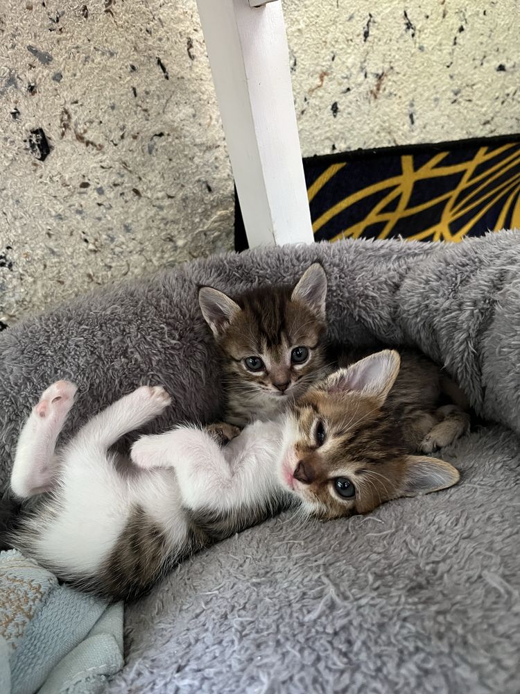 Пристраиваются котята
