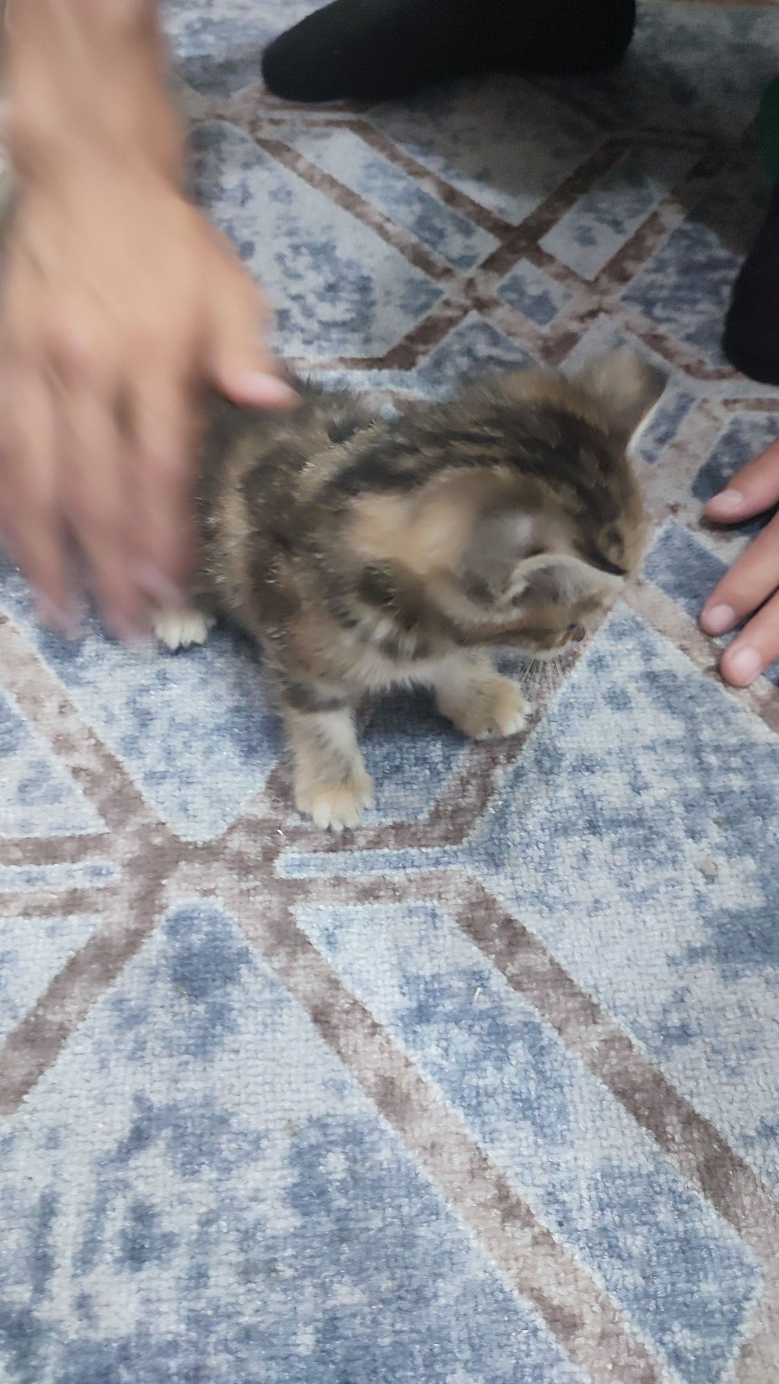 Котенок ждёт именно тебя