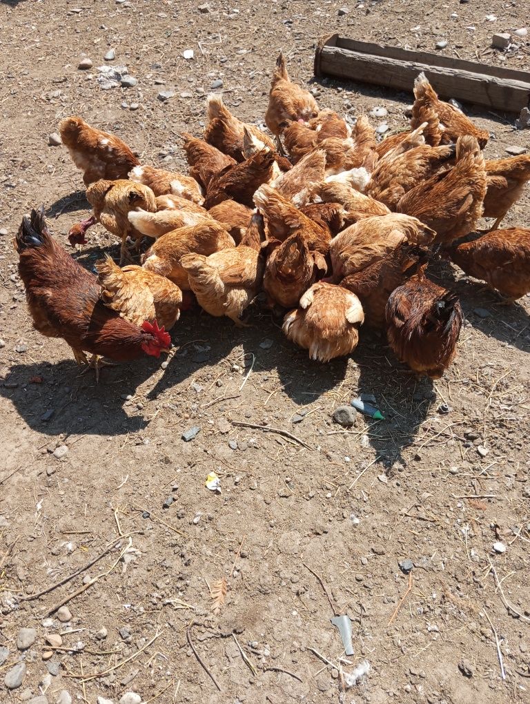 Продаются куры...