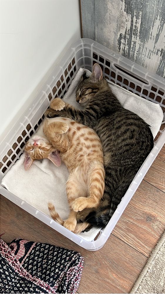 Котята отдам в добрые руки