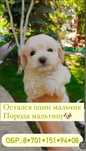 Продаю щенков мальтипу