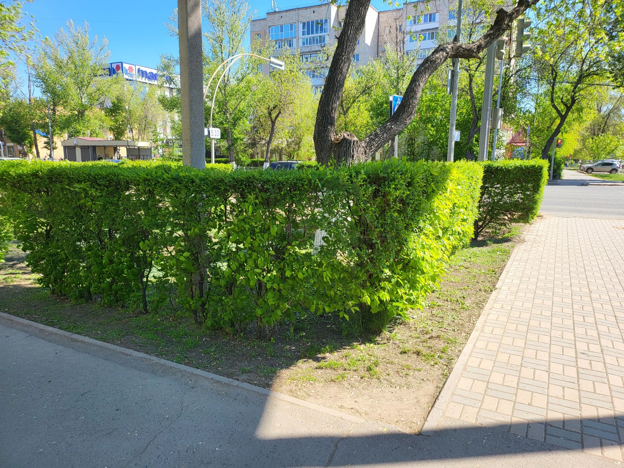 Стрижка, формовка живой изгороди, кустарников