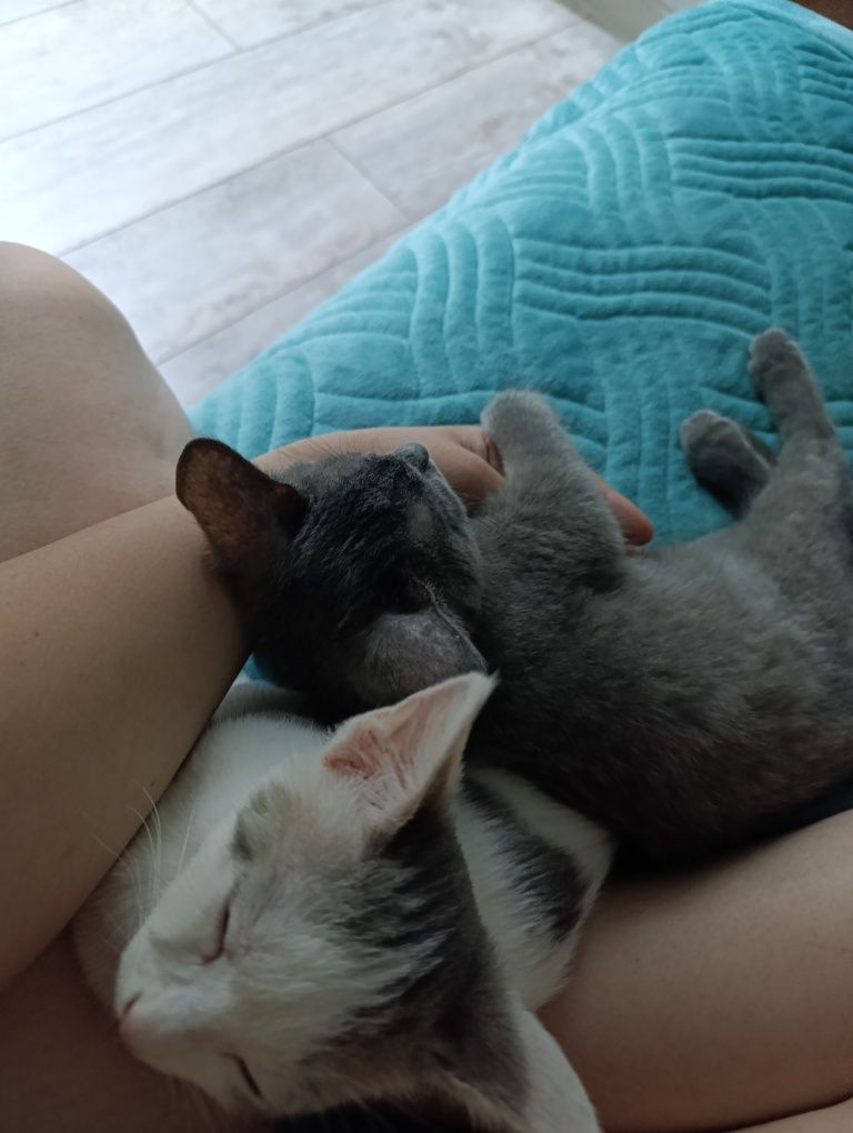 Отдам двух кошечек