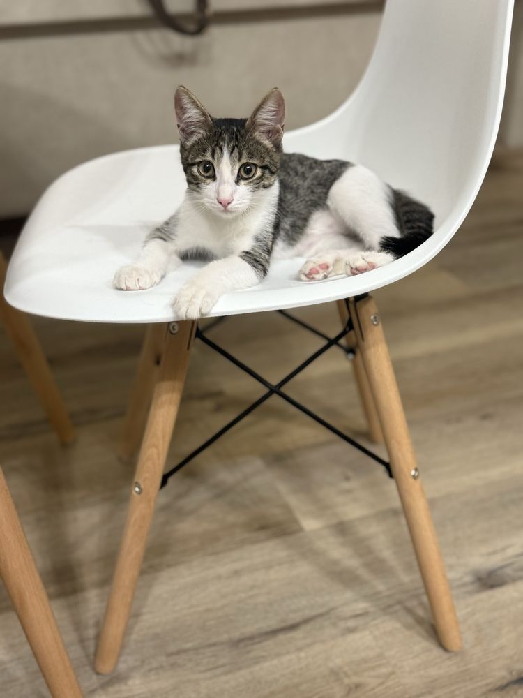 Котенок в добрые руки