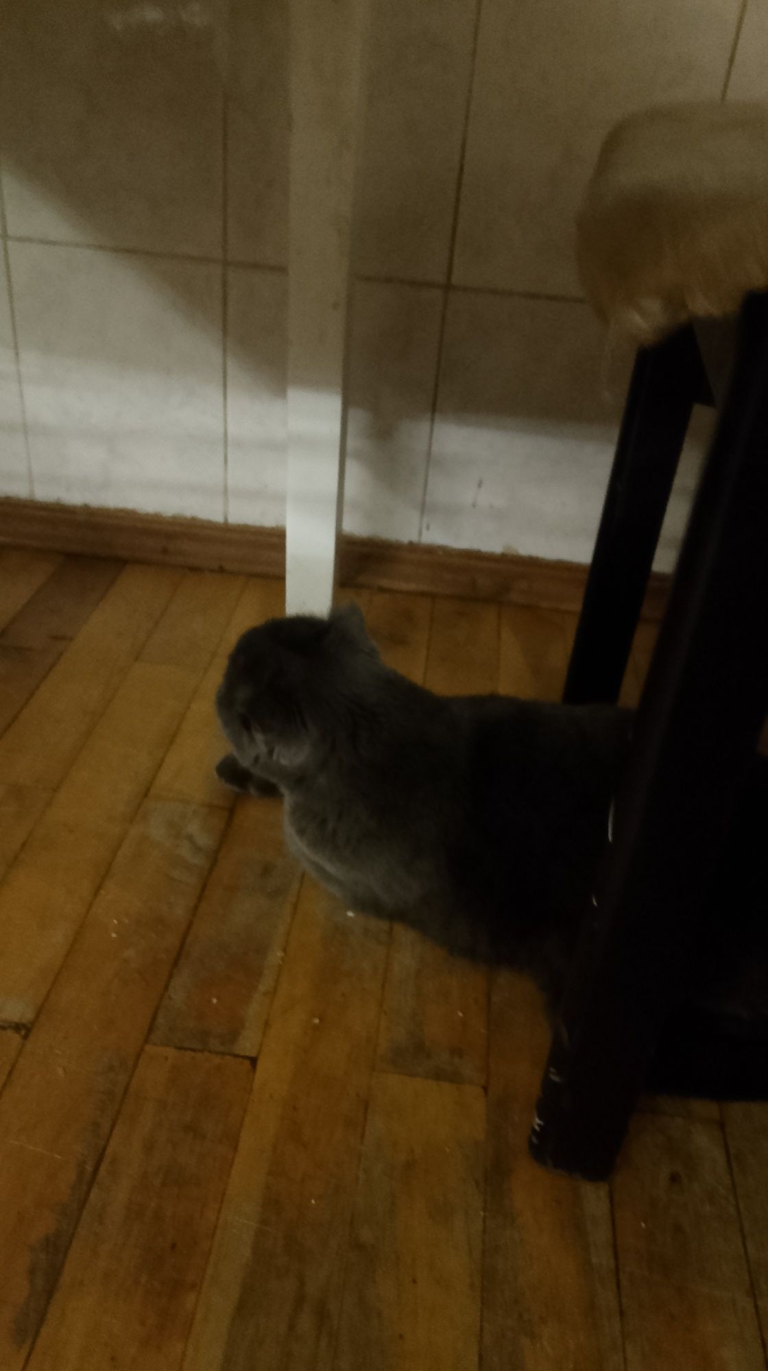 Скоттиш фолд в дар