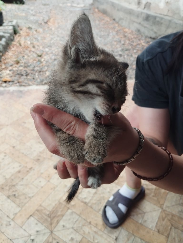 Отдам котят в добрые руки :3
