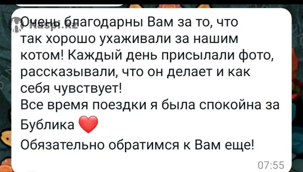 Возьму на временную передержку кошку