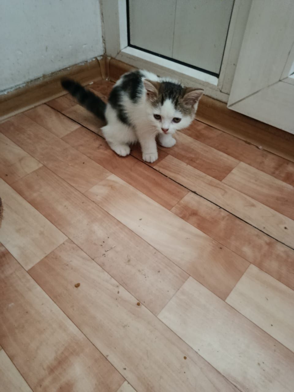 Отдам котят в добрые ручки