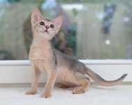 Абиссинские котята. Абиссинский котенок